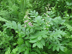 Dictamnus dasycarpus