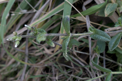 Cerastium holosteoides