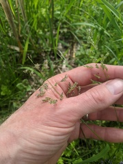 Poa pratensis