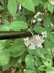 Asclepias quadrifolia