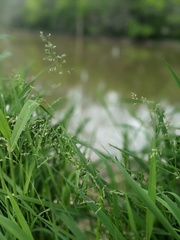 Poa pratensis