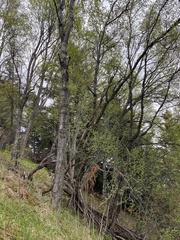 Betula papyrifera kenaica