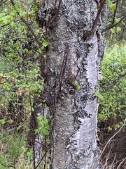 Betula papyrifera kenaica