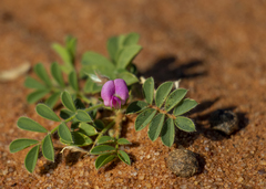Tephrosia burchellii