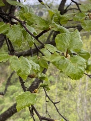 Betula papyrifera kenaica