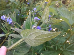 Pentaglottis sempervirens