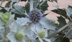 Eryngium maritimum
