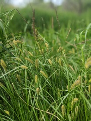 Carex pellita