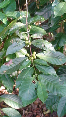 Coffea arabica