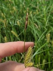 Carex pellita
