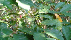 Coffea arabica