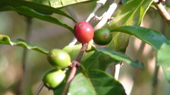 Coffea arabica