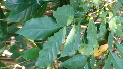 Coffea arabica