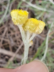 Helichrysum pendulum