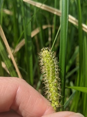 Carex pellita