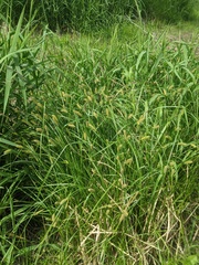 Carex pellita