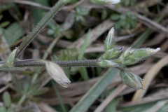 Cerastium holosteoides