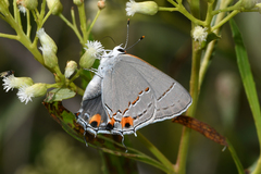 Strymon melinus franki