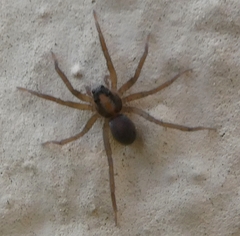Trabea paradoxa