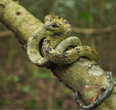 Atheris hispida