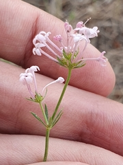 Asperula hirsuta
