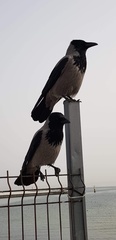 Corvus cornix