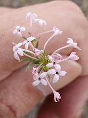 Asperula hirsuta