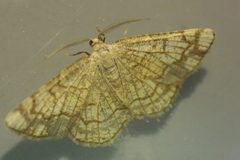 Stegania dilectaria