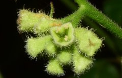 Salpianthus purpurascens