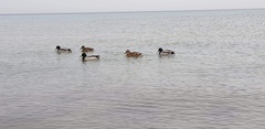 Anas platyrhynchos