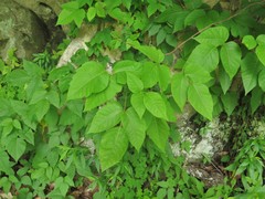 Toxicodendron radicans pubens