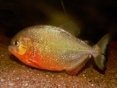 Batman Crested Loach photo 4