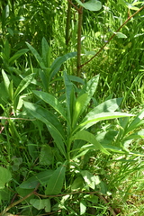 Senecio sarracenicus