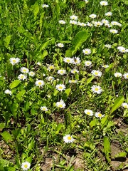 Bellis perennis