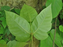 Toxicodendron radicans pubens