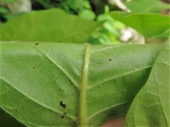 Toxicodendron radicans pubens