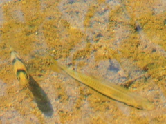 Rasbora