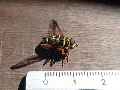 Meromacrus currani