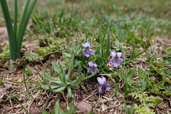 Viola pyrenaica