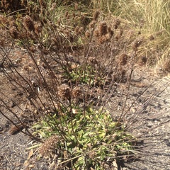 Lepechinia caulescens