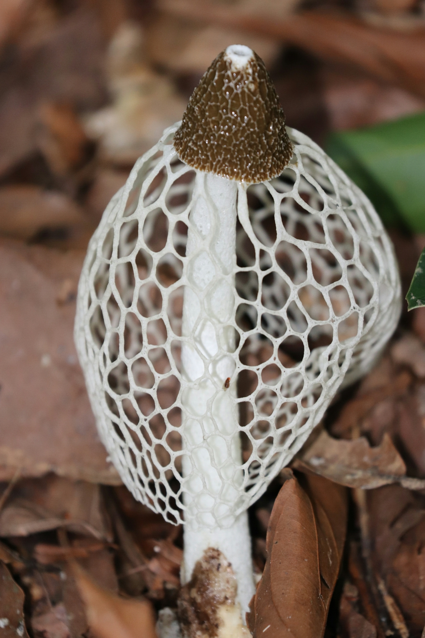 Bridal Veil Stinkhorn Phallus Indusiatus Inaturalist