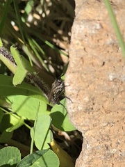 Lasiopogon