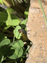 Lasiopogon