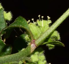 Salpianthus purpurascens
