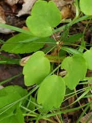 Thalictrum thalictroides