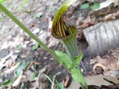 Uromyces ari-triphylli