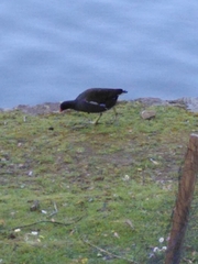 Gallinula chloropus