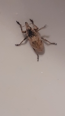 Temnorhinus mendicus