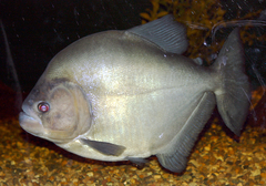 Redeye Piranha photo 3