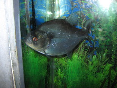 Redeye Piranha photo 4